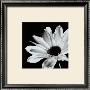 Chrysanthemum by Michael Banks Limited Edition Print