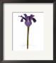 Blue Iris by Jay Schadler Limited Edition Pricing Art Print