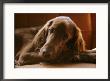 Close View Of An Irish Setter by Brian Gordon Green Limited Edition Pricing Art Print