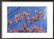 Spring Flowers, Pink Dogwood, Mid-May, Massachusetts by Darlyne A. Murawski Limited Edition Print