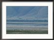 Zebras And Pink Flamingos, Ngorongoro Crater, Tanzania by Skip Brown Limited Edition Print