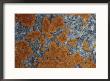 Close View Of Caloplaca Species Lichens Growing On Rock by Stephen Sharnoff Limited Edition Pricing Art Print