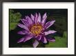 Fragrant Water Lily Flower by Richard Nowitz Limited Edition Print