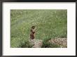 Marmot Standing On Rock by Norbert Rosing Limited Edition Print