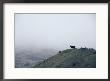 Lone Bull On Hill In Fog by Steve Winter Limited Edition Pricing Art Print