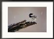 A Black-Capped Chickadee by George F. Mobley Limited Edition Pricing Art Print