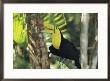 A Keel-Billed Toucan Sits In A Tree In Belize by Ed George Limited Edition Print
