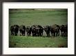 Herd Of Cape Buffalo by Beverly Joubert Limited Edition Print