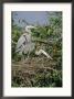 Great Blue Herons On Their Nest by Roy Toft Limited Edition Print