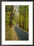 Biker On Road Amidst Fall Foliage by Skip Brown Limited Edition Print