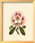 Rhododendron (Pink) by Francois Van Houtte Limited Edition Print