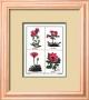 Botanicals (Pink) by B. Maund Limited Edition Print