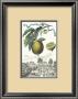 Limon Zucherin by Johann Christof Volckamer Limited Edition Print