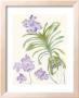 Orchid Blue Vanda by Elizabeth Blackadder Limited Edition Pricing Art Print