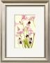 Crinum Nerine & Autumn Flowers by Elizabeth Blackadder Limited Edition Print