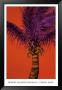 Purple Haze by Robert Charles Dunahay Limited Edition Print