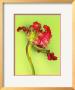 Parrot Tulip by Cedric Porchez Limited Edition Pricing Art Print
