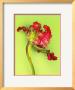 Parrot Tulip by Cã©Dric Porchez Limited Edition Print