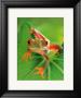 Frog by Tim Flach Limited Edition Pricing Art Print