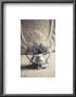 Hyacinth by Rhonda Addison Limited Edition Print