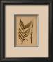 Palm Frond Ii by Wilbur Limited Edition Pricing Art Print