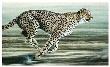 Cheetah Closing In by Jeremy Paul Limited Edition Print