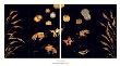 Goldfish by Jennifer Perlmutter Limited Edition Print