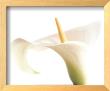 Calla On White by Den Reader Limited Edition Pricing Art Print