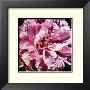 Pink Peony by Jennifer Harmes Limited Edition Print