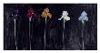 Midnight Irises by Marysia Limited Edition Print