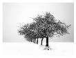 Winter Tree Line I by Ilona Wellmann Limited Edition Print