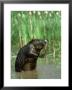 Beaver, Feeding In Pond, Usa by Alan And Sandy Carey Limited Edition Print
