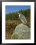Peregrine Falcon, Falco Peregrinus Male Perched On Rock St. Rathspey, Uk by Mark Hamblin Limited Edition Print