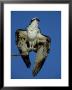 Osprey, Male Drying Wings, Florida by Brian Kenney Limited Edition Print