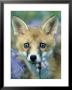 Red Fox, Close Up Of Young Fox Looking Through Long Grass, Uk by Oxford Scientific Limited Edition Pricing Art Print