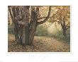 Last Leaves by Barbara Kalhor Limited Edition Print