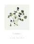 Coriander by Nina Farrell Limited Edition Print