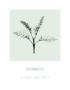 Fennel by Nina Farrell Limited Edition Print