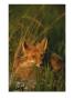 Close View Of A Red Fox At Rest by Roy Toft Limited Edition Pricing Art Print