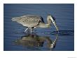 A Great Blue Heron Wades On Stilt-Like Legs While Foraging For Food by Bates Littlehales Limited Edition Print
