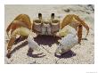 A Ghost Crab Assumes A Defensive Posture by James L. Stanfield Limited Edition Print