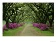 A Beautiful Pathway Lined With Trees And Purple Azaleas by Sam Abell Limited Edition Print