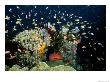 Fish Abound In A Coral Reef Off The Coast Of Papua New Guinea by Wolcott Henry Limited Edition Print