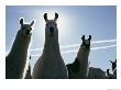 Close-Up Of Three Llamas by David Boyer Limited Edition Print