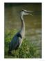 A Great Blue Heron Stands In A Marsh by George Grall Limited Edition Pricing Art Print