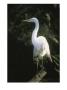 A White Egret Perches On A Tree Stump by Ed George Limited Edition Print
