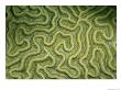 Close-Up Of The Exterior Of Brain Coral by Wolcott Henry Limited Edition Print