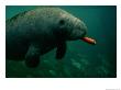 A West Indian Manatee Eats A Carrot by Sartore & Stancampiano Limited Edition Pricing Art Print