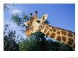 Close View Of A Giraffe Looking Down Into The Camera by Nick Caloyianis Limited Edition Pricing Art Print
