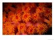 A Close View Of Flower-Like Coral Polyps by Wolcott Henry Limited Edition Print